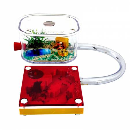 ▶Formiguers barats i de qualitat, amb tot el necessari【ANTHILLSHOP】 2