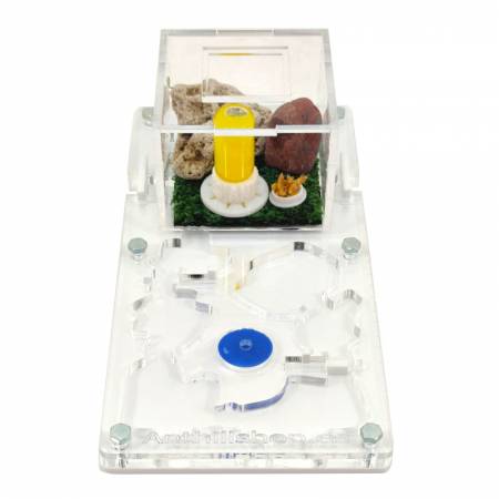 ANT RIESIGE 10 X 20 SCHAUM 2