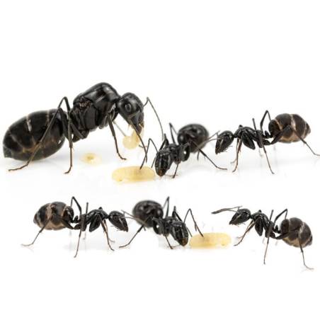 Colonia Camponotus micans