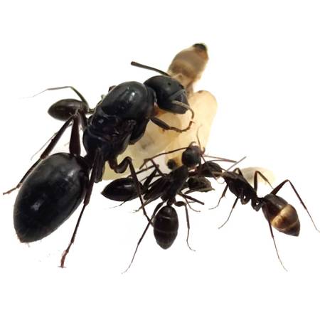 Tienda Especializada de Hormigueros y Hormigas┃ Códigos de Descuentos 2