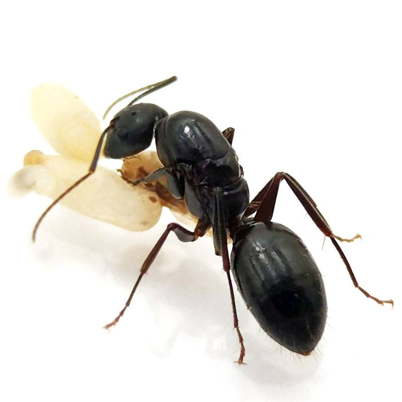 Tienda Especializada de Hormigueros y Hormigas┃ Códigos de Descuentos