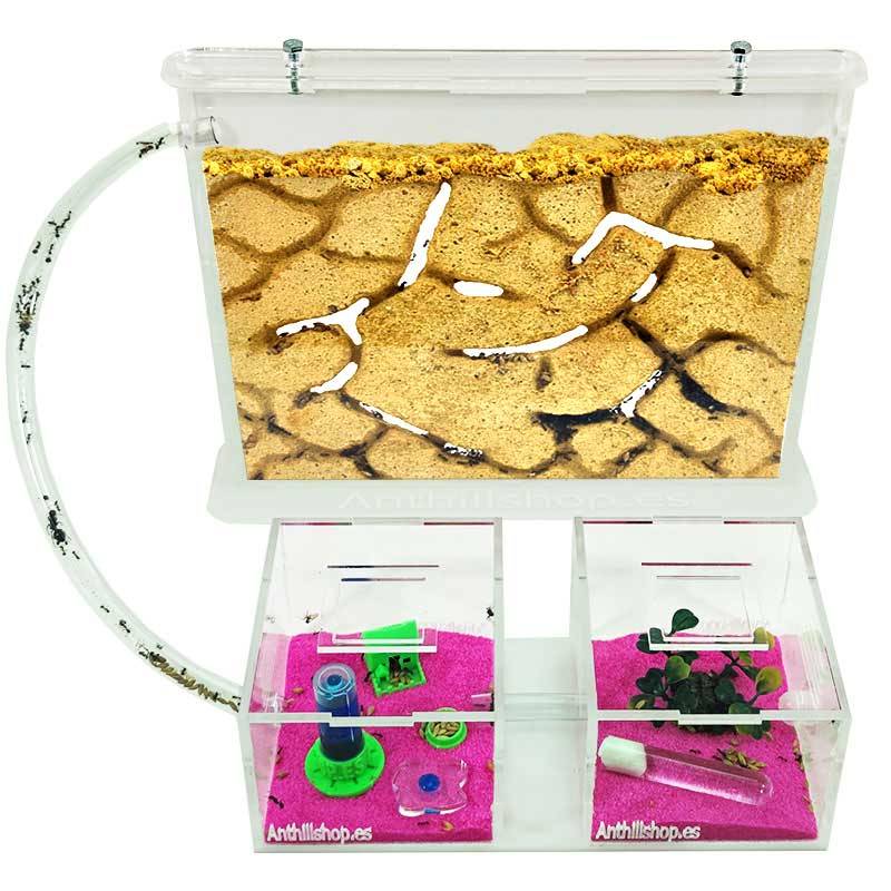 KIT HORMIGUERO SÁNDWICH GRANDE DE ARENA MÁS CAJA DOBLE