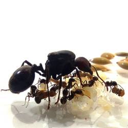 LA REINE MESSOR BARBARUS 2