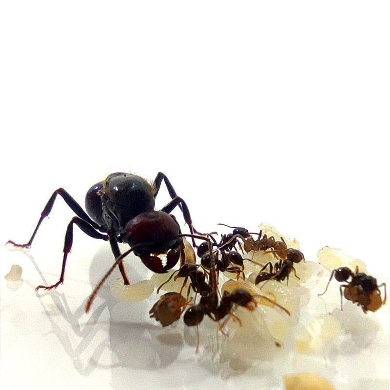 KÖNIGIN MESSOR BARBARUS