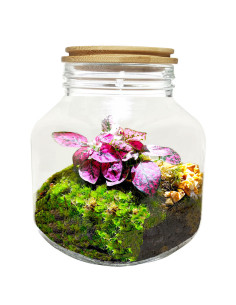 Kit Terrario Eterno con Planta – Mini Jardín Botánico en Cristal | AnthillShop.es
