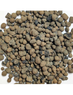 Kit Terrario Eterno con Planta – Mini Jardín Botánico en Cristal | AnthillShop.es 2