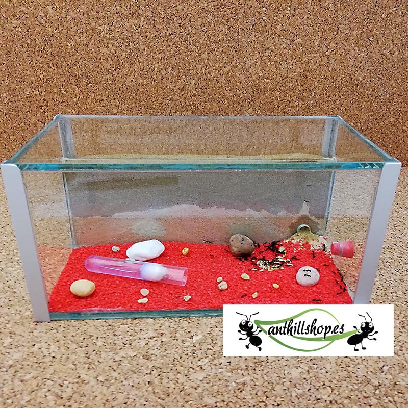 hormiguero con lámina de cristal para que creen sus galerías naturales
