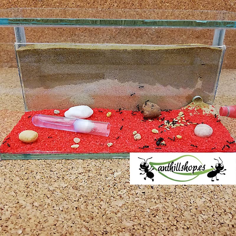 kit hormigueros de arena natural cristal 1