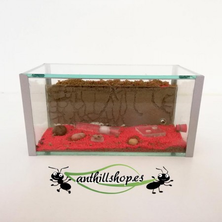 glass ant farm with accessories