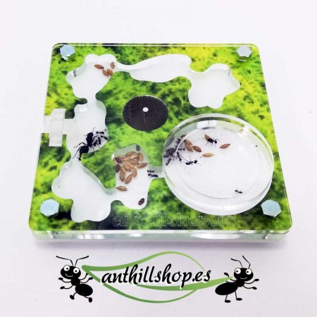 formicai verdi con accessori 2