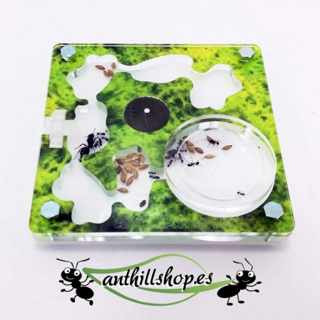 kit fourmilière 10x10 mousse imprimée carrée