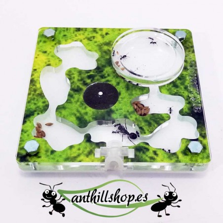 fourmilières vertes avec accessoires