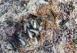 Hormiga ladrona Solenopsis fugax